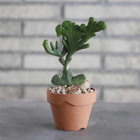 Euphorbia leucodendron f. crist (レウコデンドロン 綴化 黄班) / T.W. × YAMABACHI (3号) no.329/32