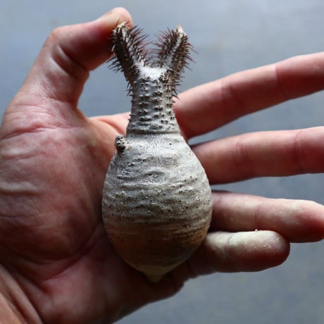 パキポディウム グラキリス 抜苗  Pachypodium rosulatum var. gracilius no.92922