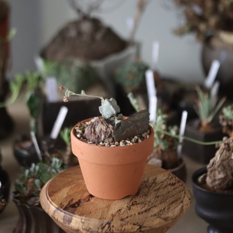 Crassula arta(玉稚児) × YAMABACHI    no.1201-26