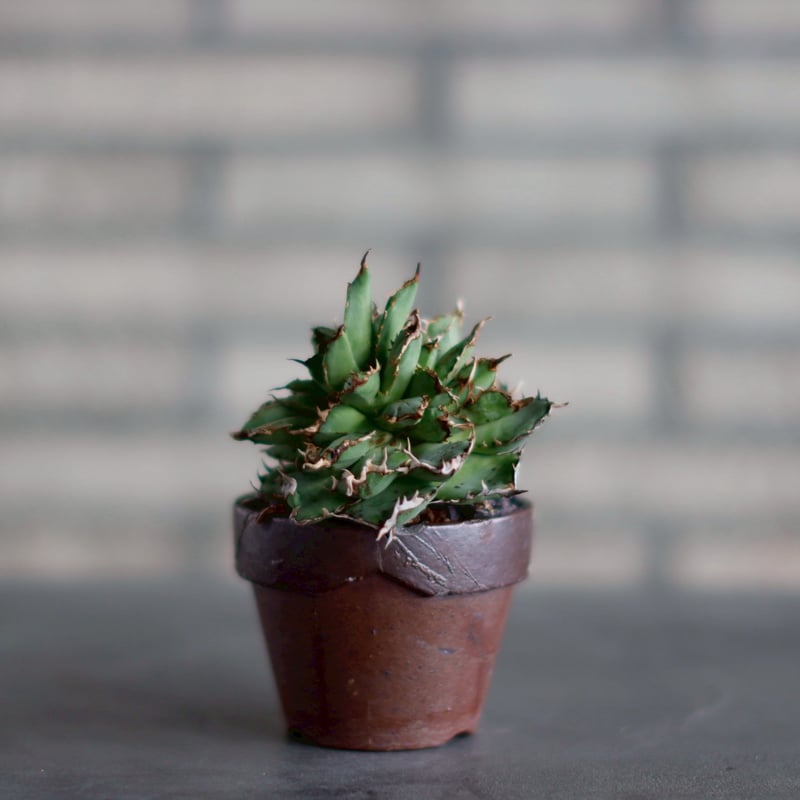 鉢付き アガべチタノタ フィリグリーデビル US株Agave titanota