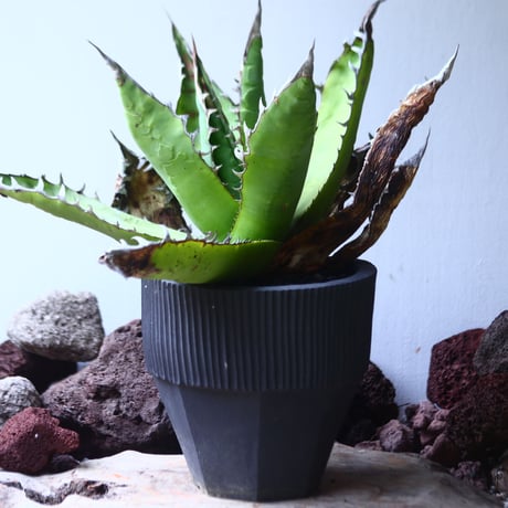 アガベ チタノタ 'リベレート'　 Agave  titanota ' libelate'　no.53122