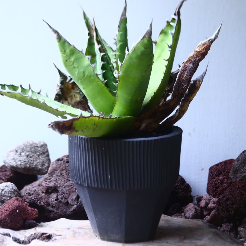 アガベ チタノタ 'リベレート' Agave titanota ' libelate' n