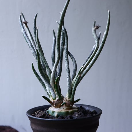アストロフィツム カプト メデューサ 接木 Astrophytum caputmedusae    no.71425