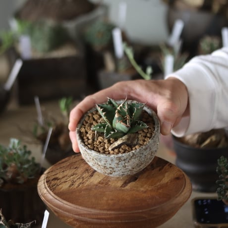Agave titanota 姫厳竜 × takero pot  no.1201-32
