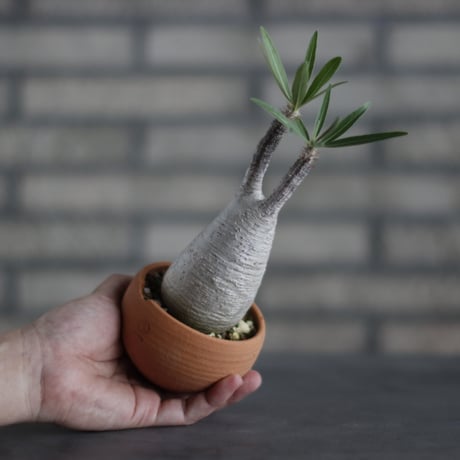 Pachypodium gracilius × N/OH (2.5号)  no.713-10