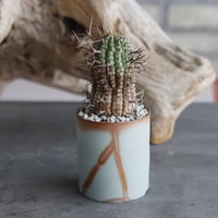 Euphorbia stellispina × 備前鉢3号 / koniyinok  no.607-15