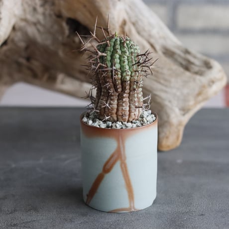 Euphorbia stellispina × 備前鉢3号 / koniyinok  no.607-15