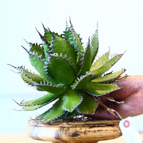 Agave horrida / Style of Chika   no.1015/14