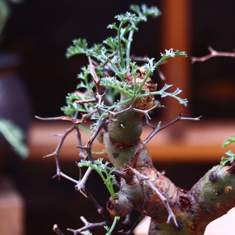 ペラルゴニウム  クリズミフォリウム／Pelargonium crithmifolium    no. 40346