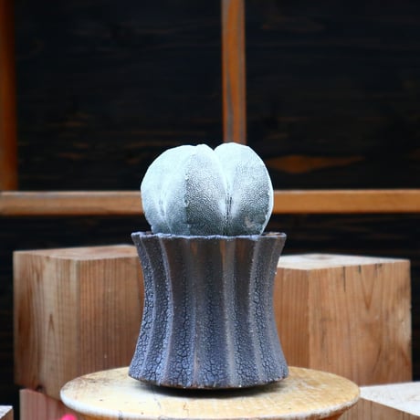 アストロフィツム  恩塚ランポー玉 ／Astrophytum myriostigma cv.　no.60585