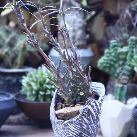 セロペギア  ディモルファ   Ceropegia dimorpha    no.41819