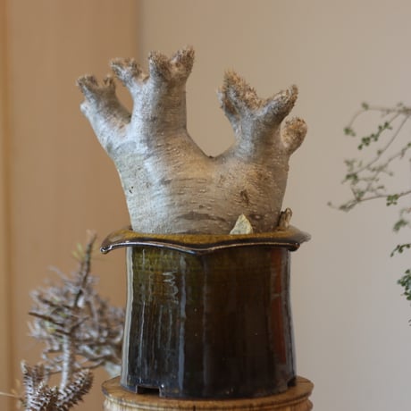 Pachypodium densiforum × Masato Akutsu   no.119-10