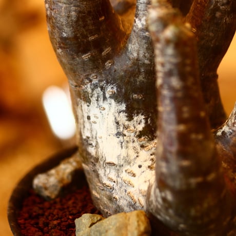 パキポディウム イノピナツム / Pachypodium Inopinatum   no.52111