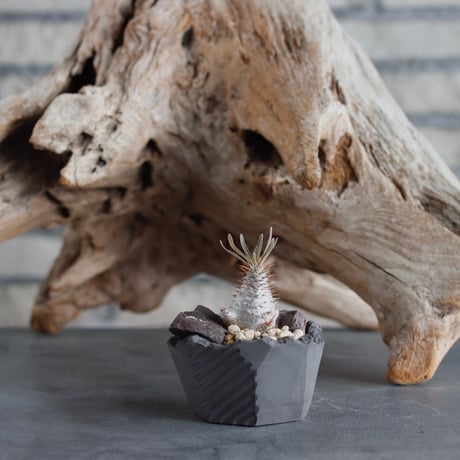 Pachypodium gracilius (BANKSIA WORKS ) × N/OH (2.5号)  no.622-18