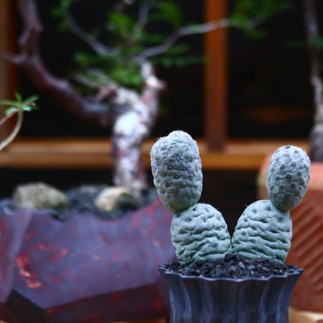 テフロカクタス  ゲオメトリクス／Tephrocactus geometricus   no.101044