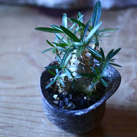 パキポディウム  カクチペス 実生  Pachypodium rosulatum var. cactipes　no.70528