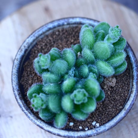 セダム  モシニアナム (新ヒントニー)／Sedum mocinianum   no.20651