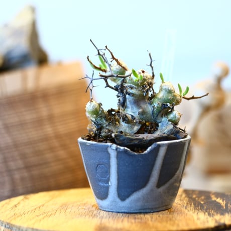 Tylecodon reticulate × N/OH  no.12110