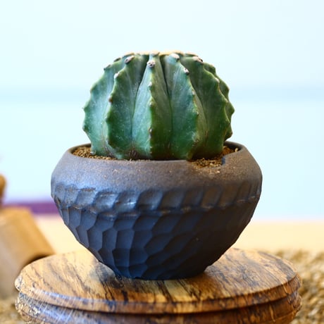 N/OH × Ferocactus glaucescens f. nuda  no.61829