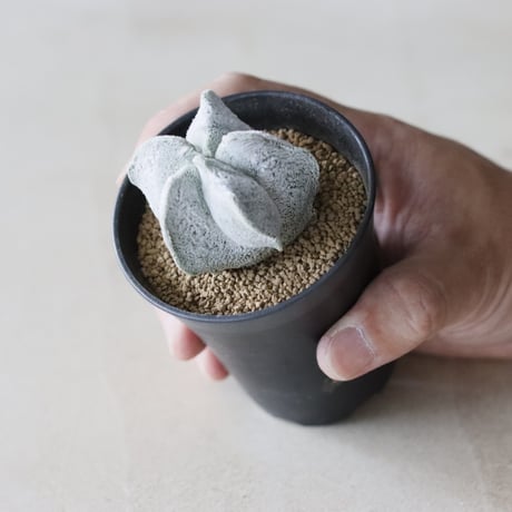 Astrophytum myriostigma / 白ランポー玉  (2.5号鉢)  no.913/47