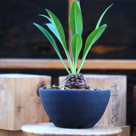 ユーフォルビア  鉄甲丸／Euphorbia bupleurifolia   no.22749
