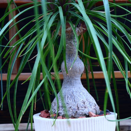 トックリラン／Beaucarnea recurvata   no.60650