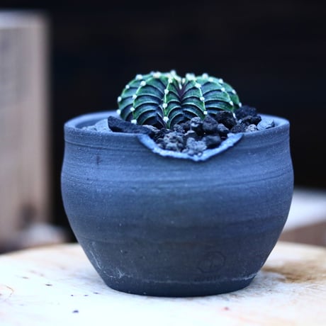 ギムノカリキウム   フィードリッフィーLB2178／Gymnocalycium friedrichii    no.10961
