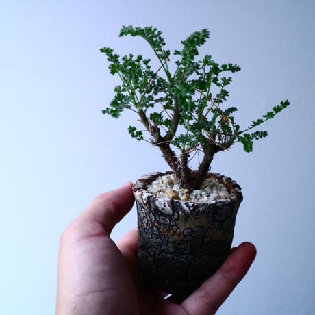 ペラルゴニム   アルテルナンス  Pelargonium alternans  No.035