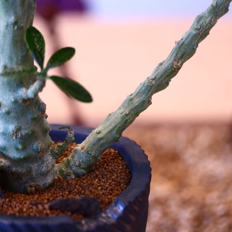 N/OH × Dorstenia gigas   no.61861