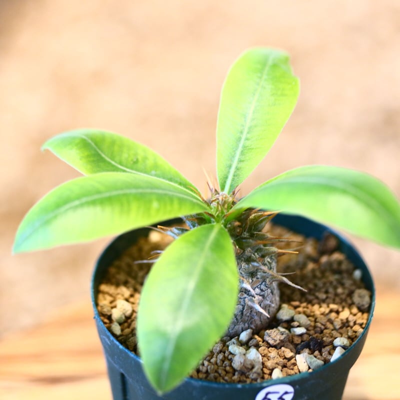 パキポディウム マカイエンセ(実生) / Pachypodium Makayense no