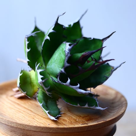 アガベ ホリダ    Agave horrida     no.1025-7