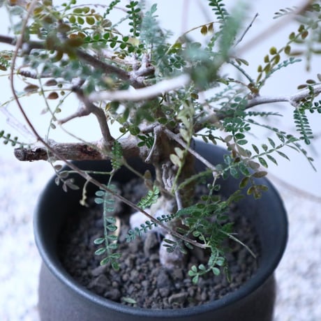 オペルクリカリア    ヒファエノイデス   Operculicarya   hyphaenoides    no.120161