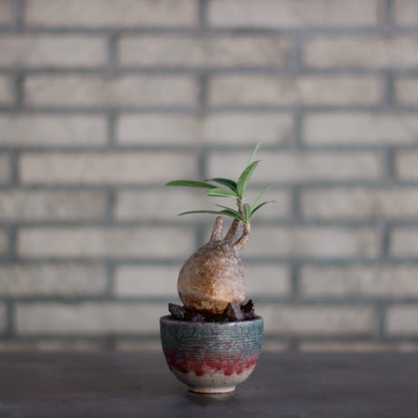 Pachypodium gracilius × 山山 特別共作鉢  (3号)  no.928/17