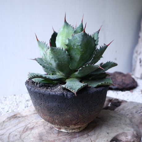 アガベ   ポタトラム     Agave potatorum    no.112418