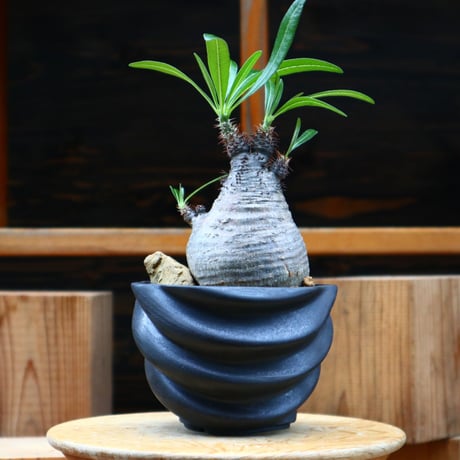 パキポディウム  グラキリス／Pachypodium  gracilius     no.61915