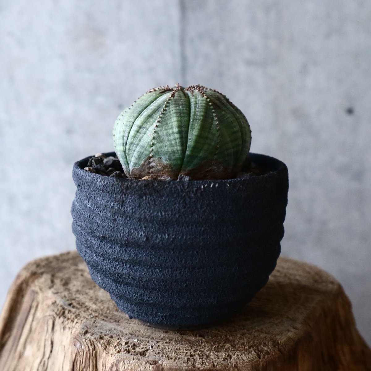 ユーフォルビア オベサ Euphorbia obesa no.014 | 芽の巣山