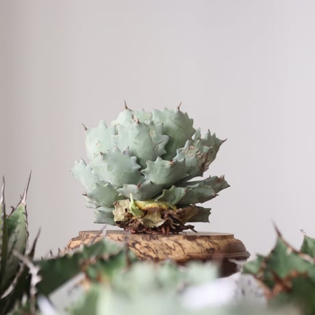 Agave Isthmensis / Style of Chika　no.42183