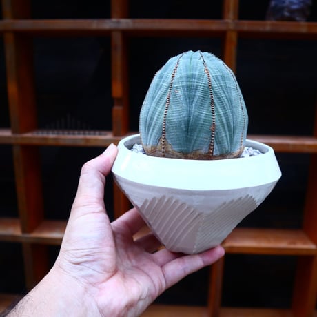 ユーフォルビア  オベサ ／Euphorbia obesa      no.71814