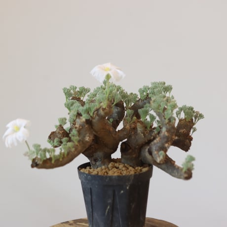 Monsonia multifida  no.921-15