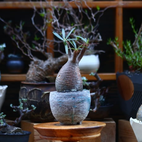 パキポディウム  グラキリス／Pachypodium  gracilius       no.92638