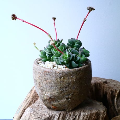 クラッスラ   コラリータ   Crassula Coralita   No.054