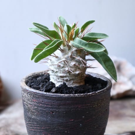 パキポディウム   ナマクアナム  光堂  Pachypodium namaquanum  no.91525