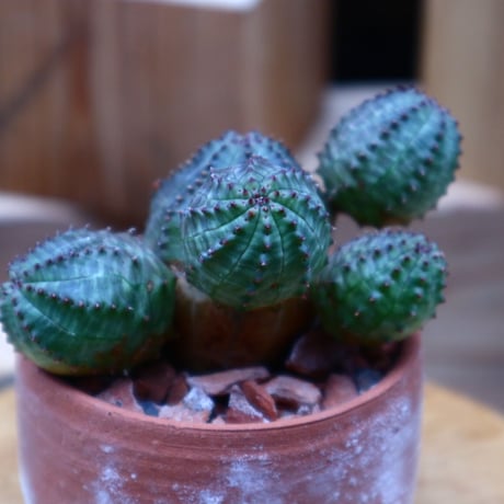 ユーフォルビア  オベサ hyb. ／Euphorbia obesa  hyb.    no.52311