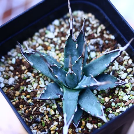 アガベ  ユタエンシス    エボリスピナ  Agave uthaensis var. eborispina  no120614
