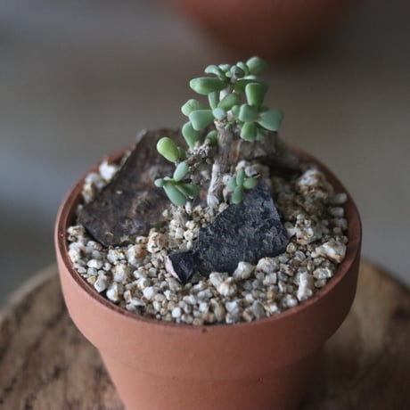 Ceraria pygmaea × YAMABACHI  no1115-32