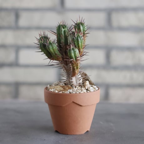 Euphorbia ferox (フェロックス) / T.W. × YAMABACHI (3号) no.329/21