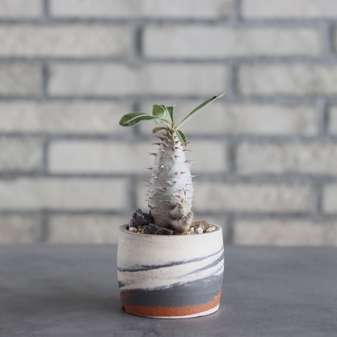 Pachypodium rosulatum ssp. cactipes × N/OH (2.5
