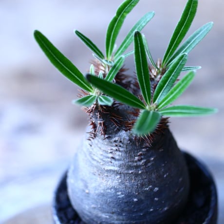 パキポディウム グラキリス   Pachypodium rosulatum var. gracilius no.101813