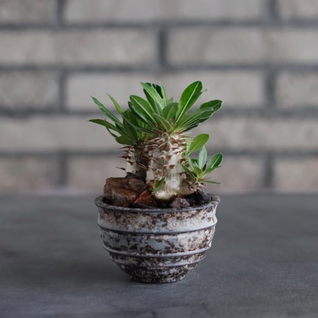 Pachypodiu makayense × takero pot (2.5号)  no.817-18