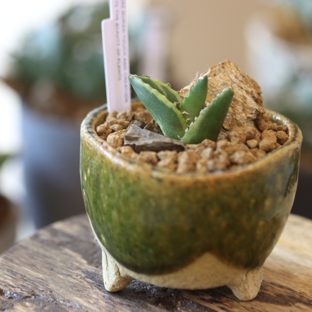 Agave titanota 白鯨錦 × 陶器鉢 no.90130 | 芽の巣山 Agave titanota 白鯨錦 × 陶器鉢 no.90130 | 芽の巣山